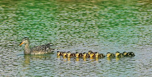 《GRIS》开发者新作《Neva》全新实机视频